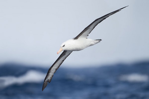 800px-Thalassarche_melanophrys_in_flight_2_-_SE_Tasmania.jpg